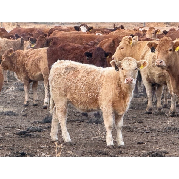 Andrew Lester - 550# November Delivery Heifer Calves - 50 head (Rolling Hills, AB)