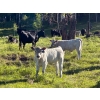 Image 9 : Cutting Edge/Holtry Creek - 675# November Delivery Steer Calves - 90 Head (100 Mile House, BC)