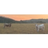 Image 5 : Wyatt & Meg Isaacson - 950# Sept/Oct Delivery Grass Steers - 61 Head (Killdeer, SK)