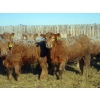 Image 5 : Williamson Farms - 767# February Delivery Heifers - 81 Head (Lomond, AB)