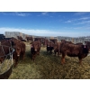 Image 3 : Kris Springer - 50 November Delivery Red Angus X Bred Heifers (Foam Lake, SK)