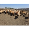 Image 2 : Ripple Rock Ranch - 750# June Delivery Heifers - 82 Head (Fincastle, AB)