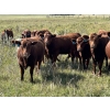 Image 3 : Spring Bank Cattle Co. - 1025# October Delivery Grass Heifers - 72 Head (Springbank, AB)
