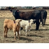Image 3 : Blue Moon Cattle Co. - 30 1st Calf Black Angus X Pairs (Irricana, AB)
