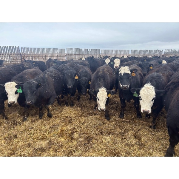 G & B Farms - 935# April Delivery Steers - 64 Head (Deloraine, MB) VBP+