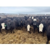 Image 1 : G & B Farms - 935# April Delivery Steers - 64 Head (Deloraine, MB) VBP+