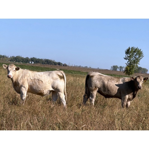 Ross L Seven Ranch Ltd. - 977# September Delivery Grass Steers - 294 Head (Estevan, SK)