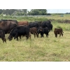 Image 2 : Malarky Farms - 36 Black/Black X Cow/Calf Pairs (Newdale, MB)