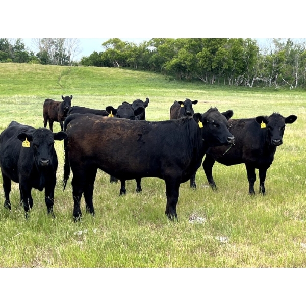 Windy Ridge Ranch - 850# September Delivery Grass Heifers - 70 Head (Elrose, SK)
