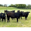 Windy Ridge Ranch - 850# September Delivery Grass Heifers - 70 Head (Elrose, SK)