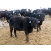 Image 16 : D & N Livestock - 740# March/April Delivery Steers - 160 Head (Peebles, SK) VBP+