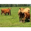Image 6 : Chad Harden - 640# October Delivery Steer Calves - 95 Head (Pigeon Lake, AB)
