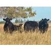 Image 13 : Valley View Ranch - 950# October Delivery Grass Heifers - 150 Head (Strathmore, AB)