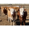 Image 14 : Dennis Bjelland - 975# May Delivery Heifers - 45 Head (Patricia, AB)