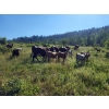 Image 2 : Proulx Ranch & Family - 585# October Delivery Steer Calves - 55 Head (Barriere, BC)