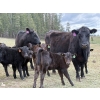 Image 4 : Kingsclere Ranch - 40 Angus X Pairs (Parsons, BC)