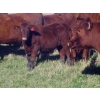 Image 6 : Wade & Frances Tobler - 575# October Delivery Steer Calves - 50 Head (Patricia, AB)