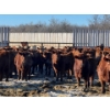 Image 2 : Hillcrest Farming Co. - 800# February Delivery Steers - 75 Head (Dundurn, SK)