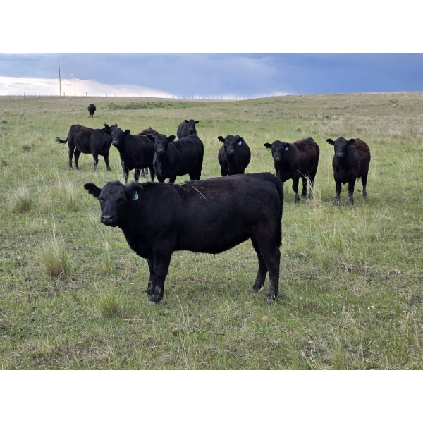 Bryan Ranch Ltd. - 750# June/July Delivery Grass Heifers - 117 Head (Maple Creek, SK)
