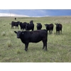 Image 1 : Bryan Ranch Ltd. - 750# June/July Delivery Grass Heifers - 117 Head (Maple Creek, SK)
