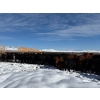 Image 10 : Antelope Butte Ranch - 744# March Delivery Steers - 82 Head (Lundbreck, AB) VBP+