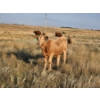 Image 4 : Bruce & Derek Christensen - 720# November Delivery Steer Calves - 80 Head (Rainier, AB)