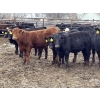Image 2 : Lazy B Farm & Ranch - 740# March Delivery Steers - 62 Head (Linden, AB)