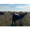 Image 7 : Edgar's Custom Farming Ltd. - 1025# Sept/Oct Delivery Grass Steers - 180 Head (Elkhorn, MB)