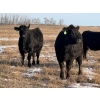 Image 4 : Fox Cattle Co. - 55 Black Simm/Angus X March/April Calving Bred Heifers (Foam Lake, SK)