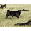 Image 6 : Douglass Bros. Ranching - 625# November Delivery Steer Calves - 100 Head (Gem, AB)