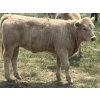 Image 8 : MacMillan Farming Co. - 500# July Delivery Heifer Calves - 180 Head (Cayley, AB) VBP+