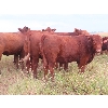 Image 5 : Mebs Ranch - 1000# August Grass Heifers - 35 Head (Broadview, SK) VBP+