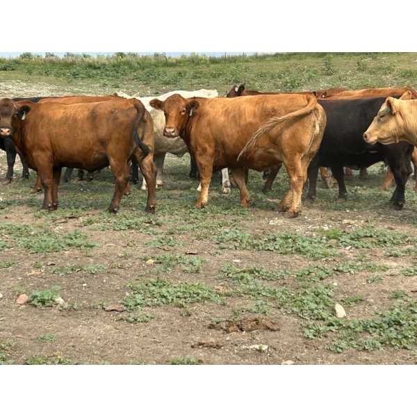 Turtleview Livestock - 34 Open Exotic X Cows (Goodlands, MB) VBP+