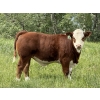 Image 3 : Jason & Jenna Packer - 830# October Delivery Steer Calves - 150 Head (Sundre, AB)