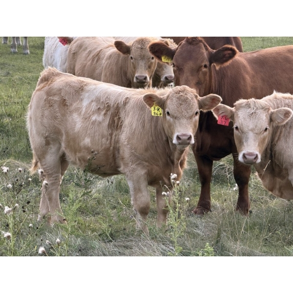 Jeff Smith - 625# October Delivery Heifer Calves - 65 Head (Sundre, AB)