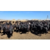 Image 8 : Ripple Rock Ranch - 690# April/May Delivery Heifers - 90 Head (Fincastle, AB)
