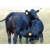 Image 7 : Cody Plumb - 640# Steer Calves - 35 Head (Enchant, AB)