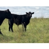 Image 20 : Brandin & Patrick Beasley - 525# October Delivery Steer Calves - 220 Head (Boggy Creek, MB)