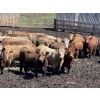 Image 2 : Lesher Lane Enterprises - 910# June/July Delivery Heifers - 204 Head (Lacombe, AB)