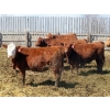 Image 5 : Mebs Ranch - 850# May Delivery Heifers - 36 Head (Broadview, SK) VBP+