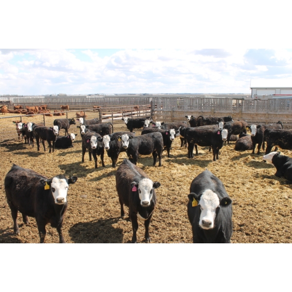 A&S Farms - 30 BWF Replacement Heifers (Coaldale, AB)