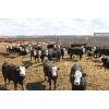 Image 1 : A&S Farms - 30 BWF Replacement Heifers (Coaldale, AB)