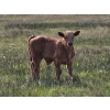 CK Cattle Co. (Scott & Laura Culligan) - 490# October Delivery Steer Calves - 120 Head (Eyre, SK)