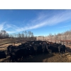 Image 2 : J Lazy A Ranch - 460# November Delivery Steer Calves - 110 Head (Lymburn, AB)
