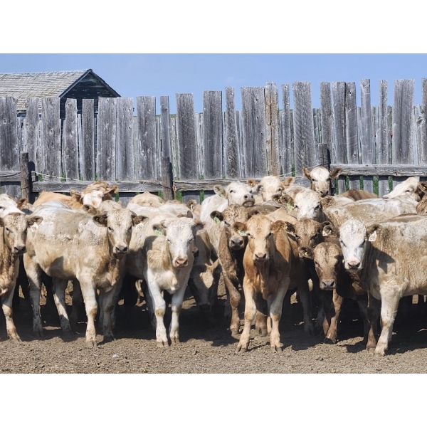 LZ Farms Inc. - 885# August Delivery Heifers - 65 Head (Kyle, SK)