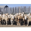 Image 1 : LZ Farms Inc. - 885# August Delivery Heifers - 65 Head (Kyle, SK)
