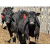 Image 6 : 9X Enterprises - 25 Black Angus X Replacement Heifers (Millicent, AB)