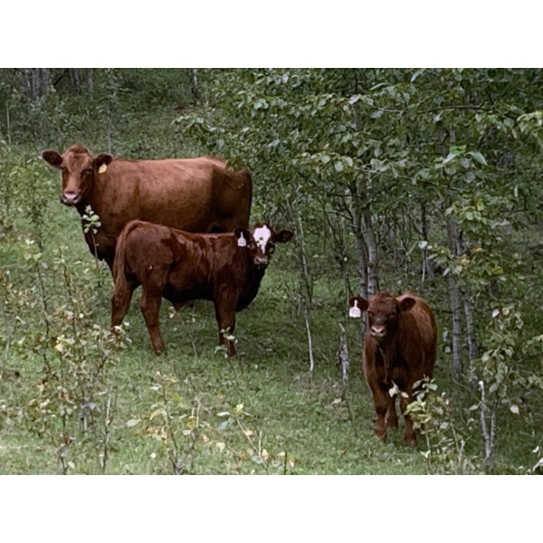 Regehr Land & Cattle - 590# November Delivery Steer Calves - 75 Head (Linden, AB) VBP+