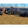 Image 3 : Double X Management - 44 Open Cows/Heiferettes (Langruth, MB)
