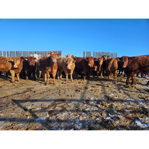 Dennis Herman - 950# March Delivery Steers - 66 Head (Hoadley, AB)